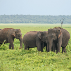 UDAWALAWE TO YALA NATIONAL PARK